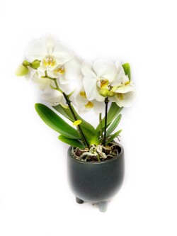 Orkide Phalaenopsis